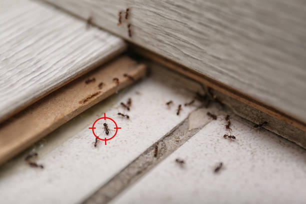 Best Pest Prevention Services  in Bound Brook, NJ