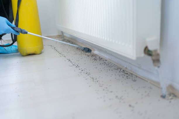 Wasp Removal Services in Bound Brook, NJ
