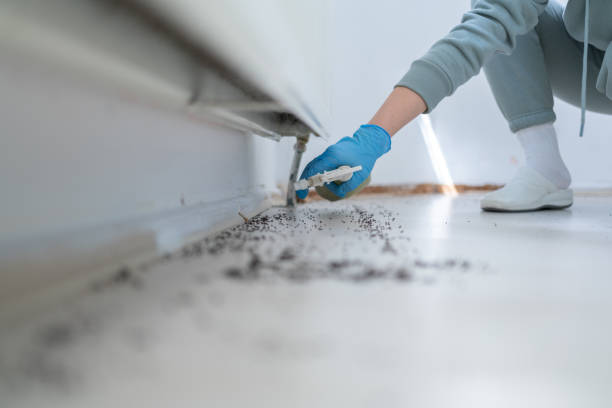 Best Cockroach Control Services  in Bound Brook, NJ
