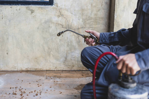 Best Local Pest Control Services  in Bound Brook, NJ